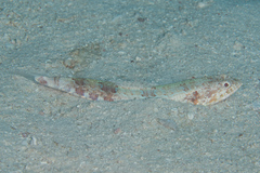 Synodus dermatogenys