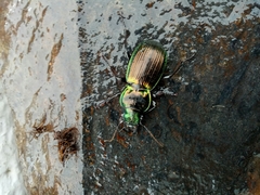 Megadromus antarcticus