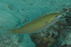 Stethojulis strigiventer