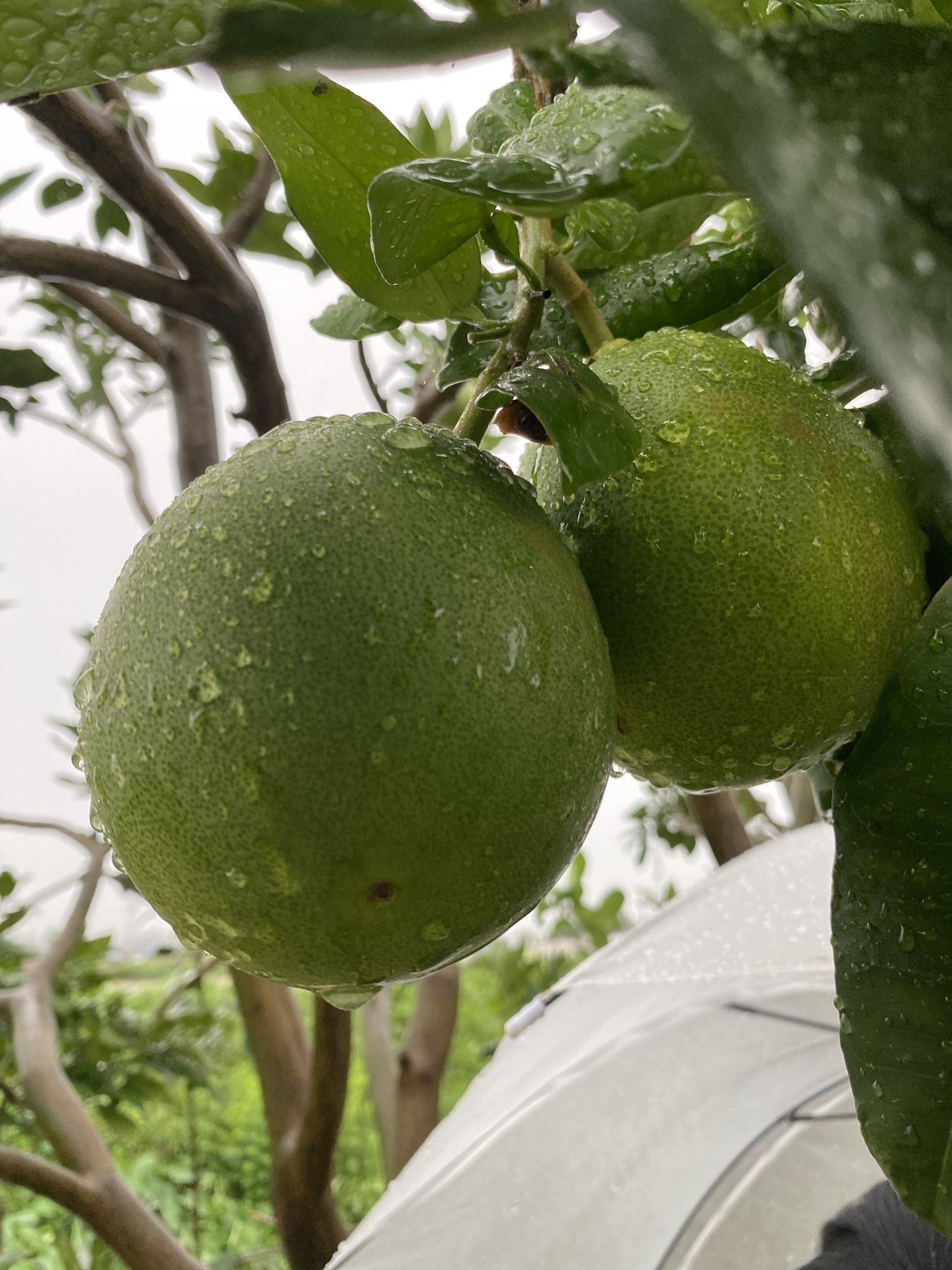 Imagem de Pomelo