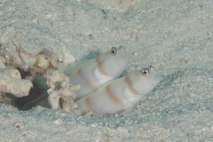 Amblyeleotris steinitzi