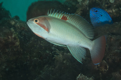 Pseudanthias hypselosoma