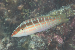 Coris dorsomacula