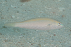 Stethojulis notialis
