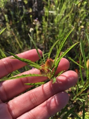Calylophus