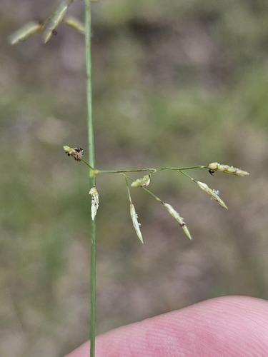 Australian lovegrass (Eragrostis leptostachya)