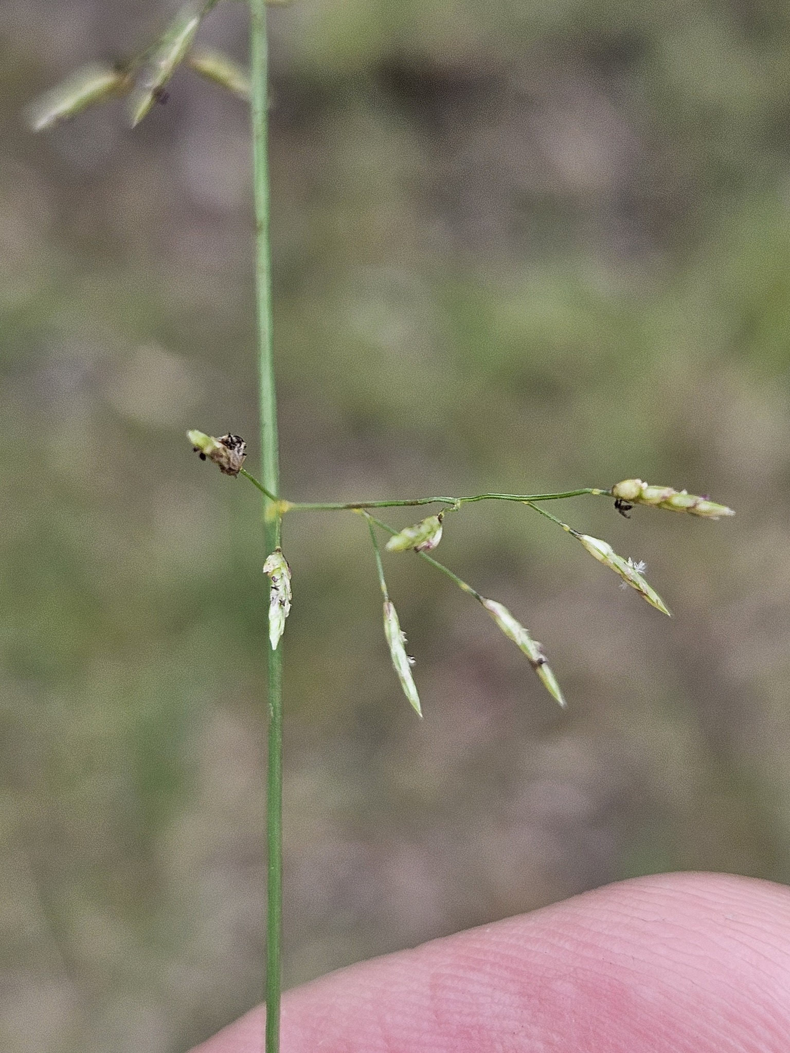 Eragrostis leptostachya