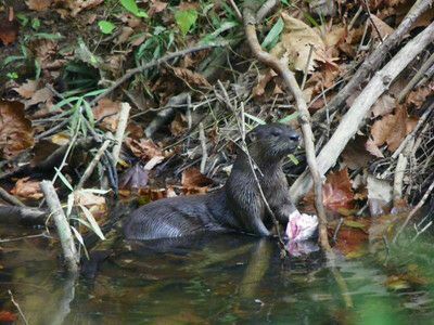 North American River Otter photographed in Indiana