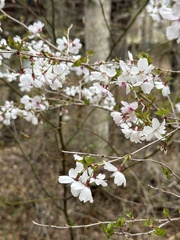 Cerisier Du Fuji (Prunus incisa)