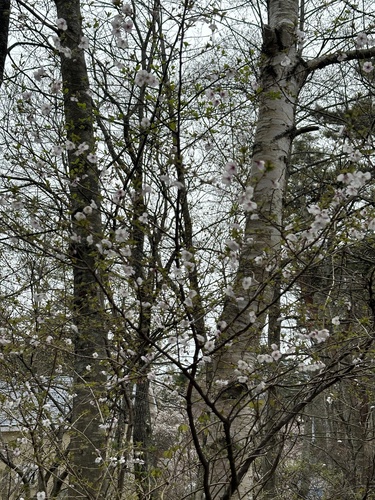 Prunus incisa, photograph 2