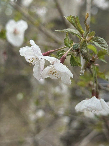 Prunus incisa, photograph 3