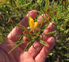Calylophus