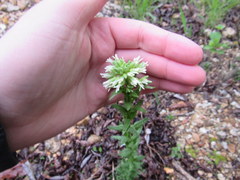 Borodinia missouriensis