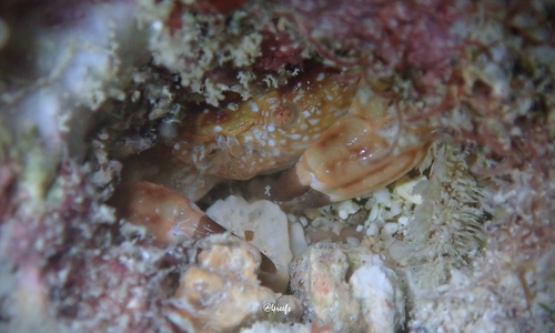 Xanthias canaliculatus, 2023-12-16