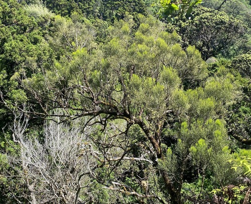 Exocarpos gaudichaudii observed 2024-04-20