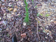 Borodinia missouriensis