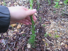 Borodinia missouriensis