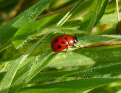 Gonioctena fornicata