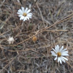 Symphyotrichum moranense