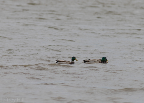 Mallard photographed in Nebraska