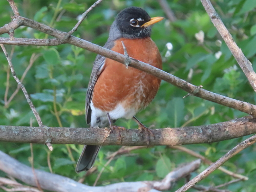 American Robin photographed in Arkansas