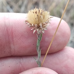 Symphyotrichum moranense