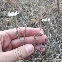 Symphyotrichum moranense
