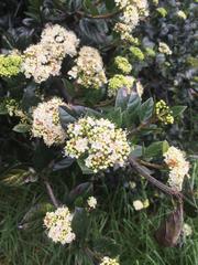 Viburnum tinoides