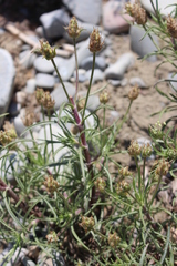 Plantago arenaria