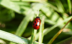Gonioctena fornicata