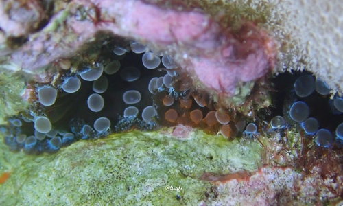 Triactis producta observed 2023-12-24