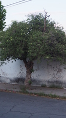 Angiospermae
