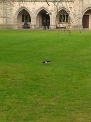 Haematopus ostralegus