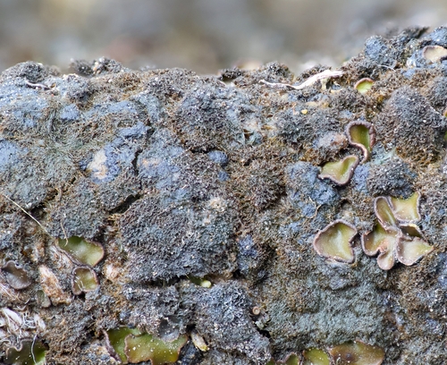 Hassallia byssoidea observed 2024-03-27