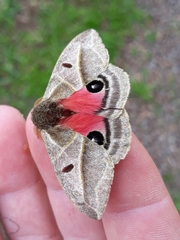 Austrolippa convergens