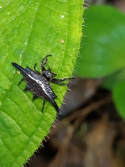 Gasteracantha diardi
