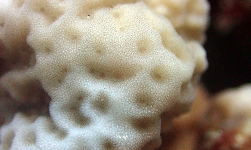 Montipora incrassata, 2023-12-31