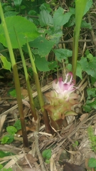 Curcuma aromatica