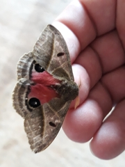 Austrolippa convergens