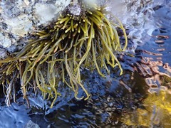 Bifurcariopsis capensis