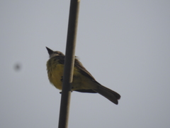 Tyrannus melancholicus