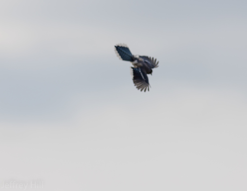 Blue Jay photographed in Nebraska