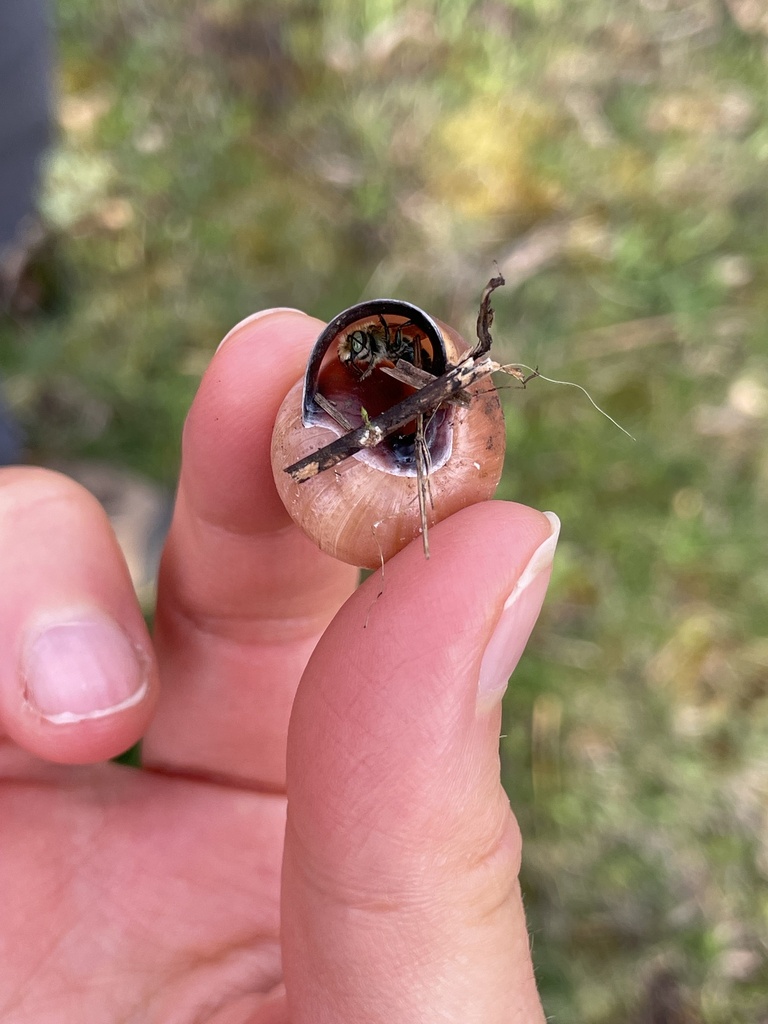 Osmia conjuncta