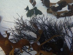 Bifurcariopsis capensis