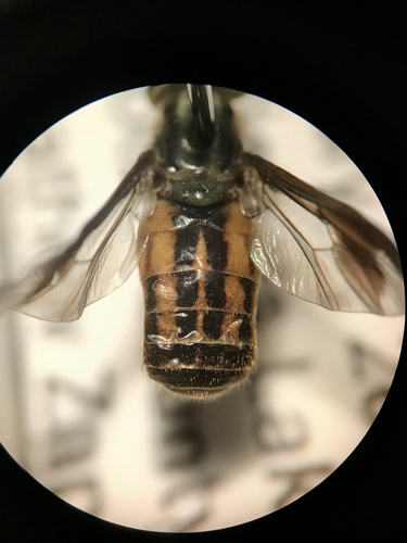 Striated Deer Fly photo 3