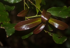 Beilschmiedia obtusifolia