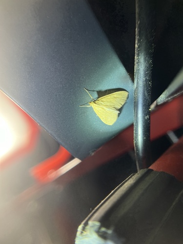 Smartweed Borer Moth photo 4