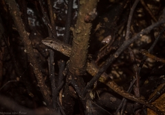 Saproscincus challengeri