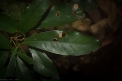 Beilschmiedia obtusifolia