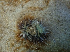 Anthopleura michaelseni